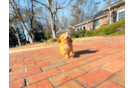 Cute Cavadoodle Poodle Mix Puppy