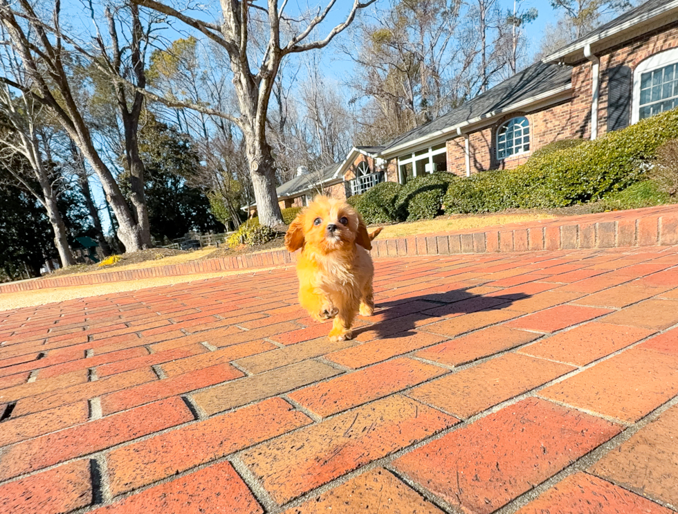 Cute Cavadoodle Poodle Mix Puppy