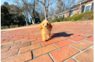 Cute Cavapoo Baby