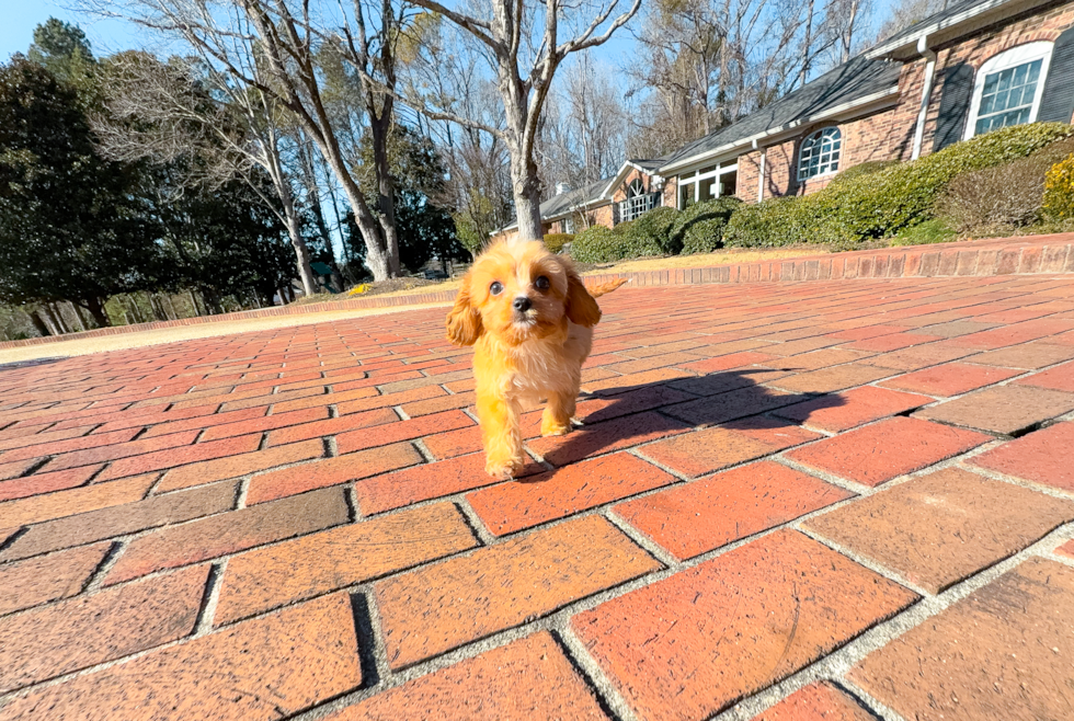 Cute Cavapoo Baby