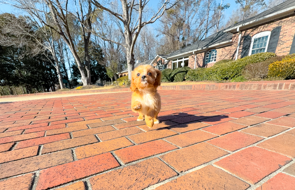 Cute Cavapoo Poodle Mix Pup