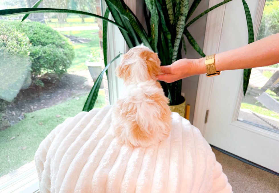 Cavapoo Pup Being Cute