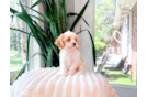 Best Cavapoo Baby
