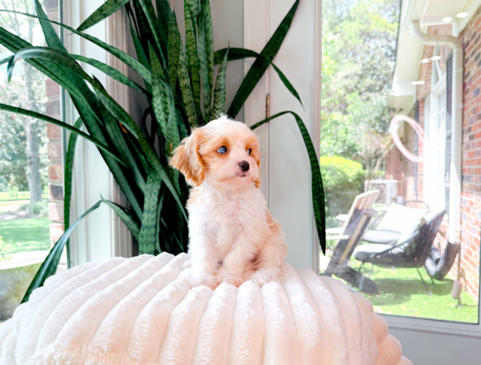 Best Cavapoo Baby