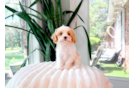 Cute Cavapoo Poodle Mix Pup