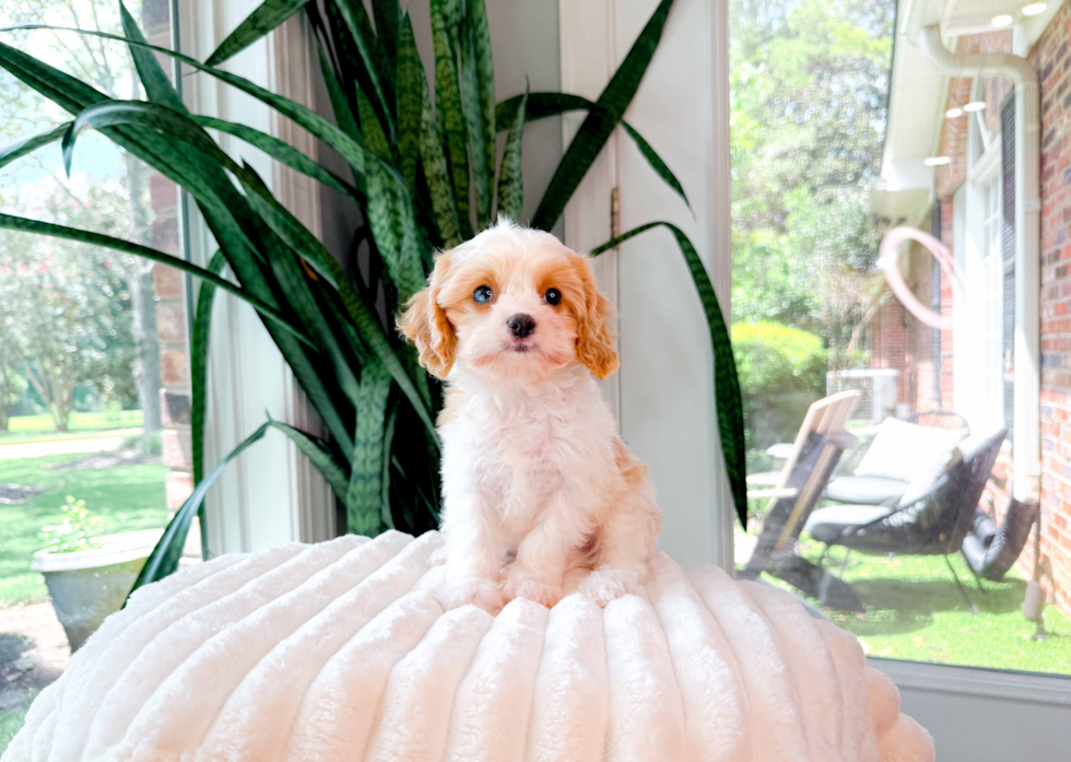 Cute Cavapoo Poodle Mix Pup