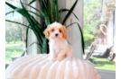 Cute Cavapoo Poodle Mix Pup