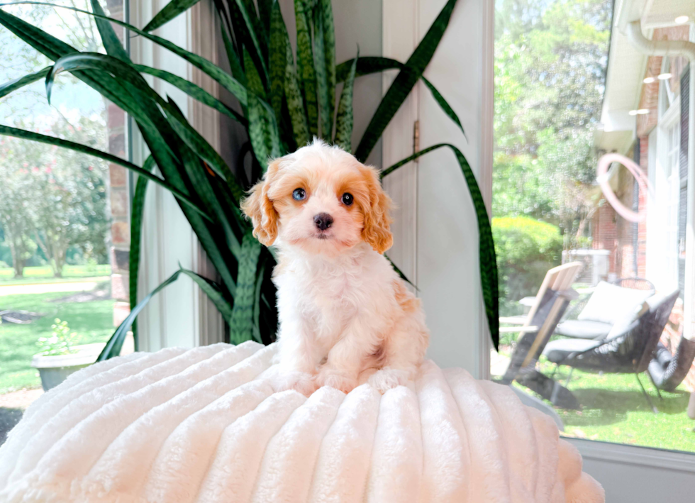 Cute Cavapoo Poodle Mix Pup
