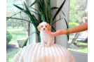 Cavapoo Puppy for Adoption