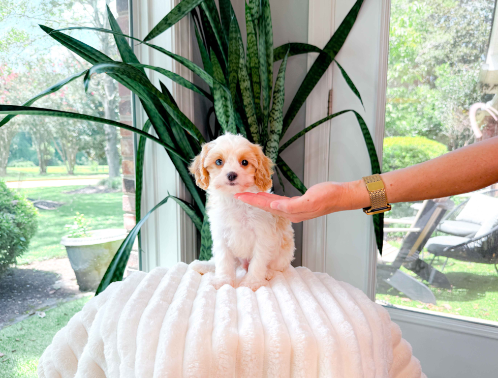 Cavapoo Puppy for Adoption