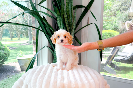 Cavapoo Puppy for Adoption