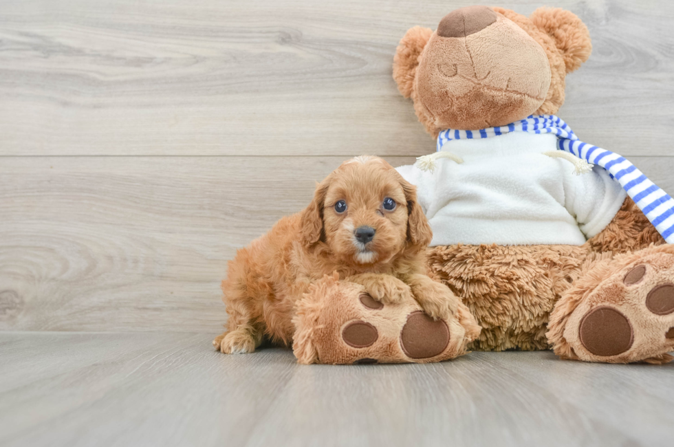 6 week old Cavapoo Puppy For Sale - Simply Southern Pups