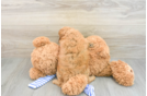 Playful Cavapoodle Poodle Mix Puppy