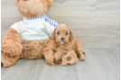 Happy Cavapoo Baby