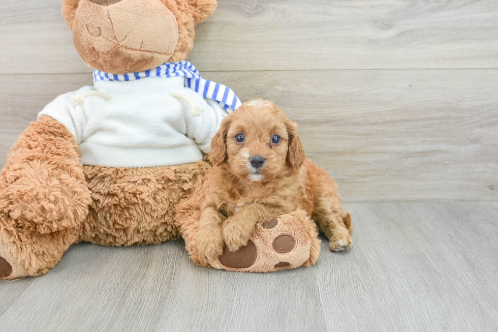 Happy Cavapoo Baby