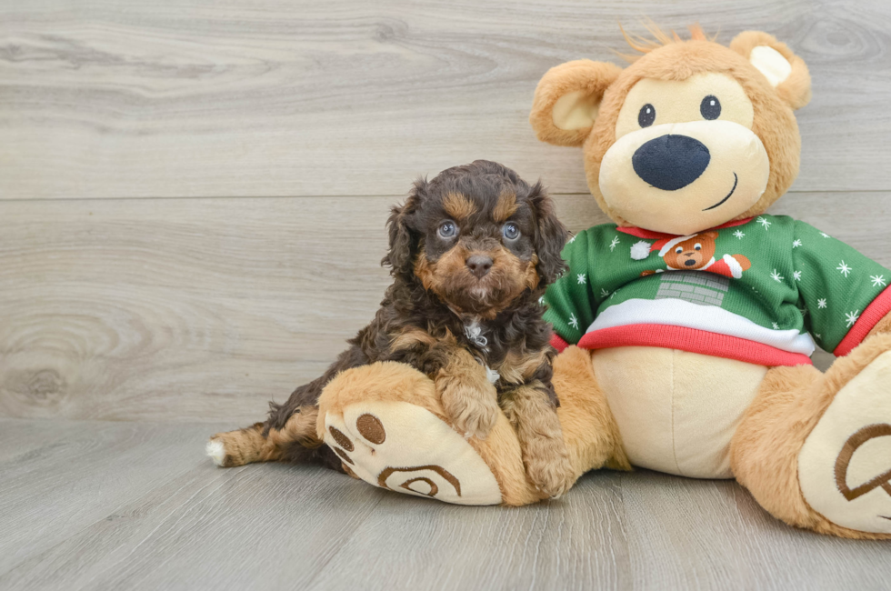 5 week old Cavapoo Puppy For Sale - Simply Southern Pups