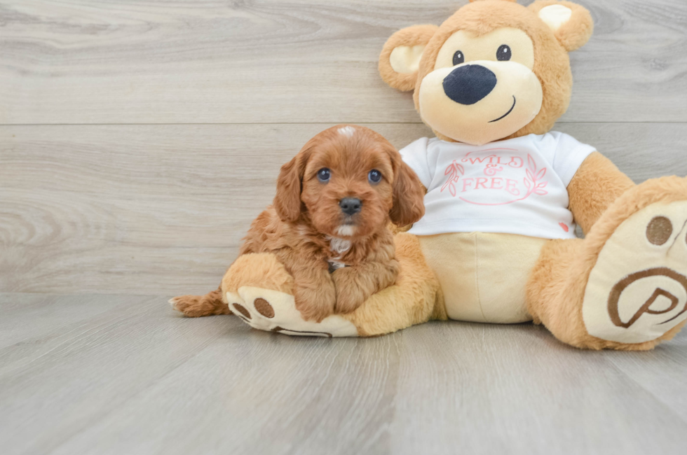 5 week old Cavapoo Puppy For Sale - Simply Southern Pups