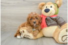 Cavapoo Puppy for Adoption