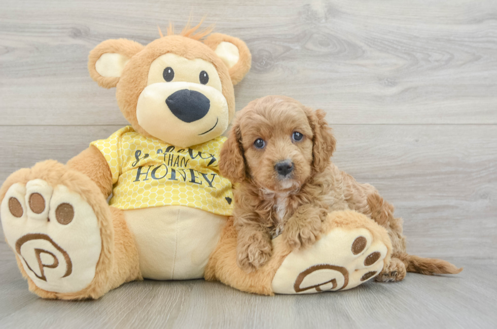 5 week old Cavapoo Puppy For Sale - Simply Southern Pups