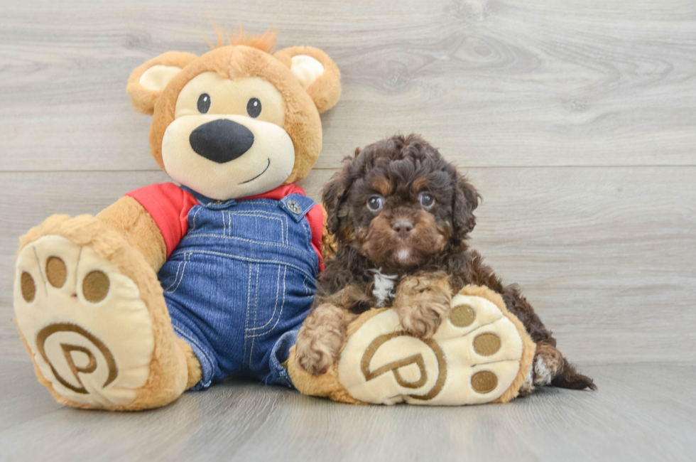 6 week old Cavapoo Puppy For Sale - Simply Southern Pups