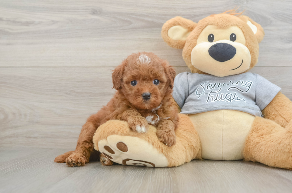 6 week old Cavapoo Puppy For Sale - Simply Southern Pups