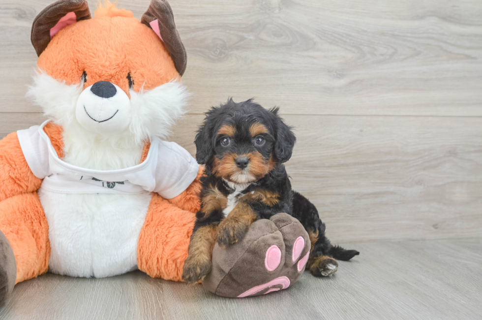 5 week old Cavapoo Puppy For Sale - Simply Southern Pups