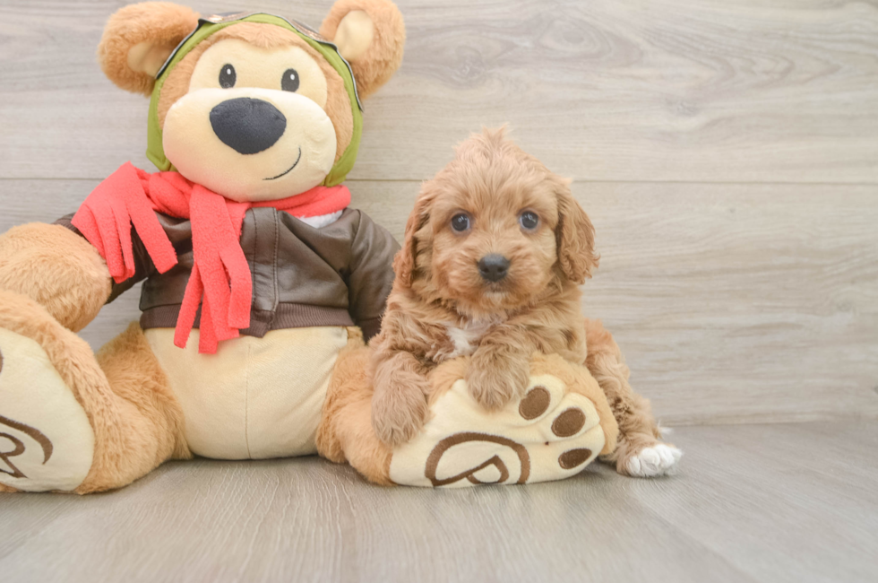 5 week old Cavapoo Puppy For Sale - Simply Southern Pups