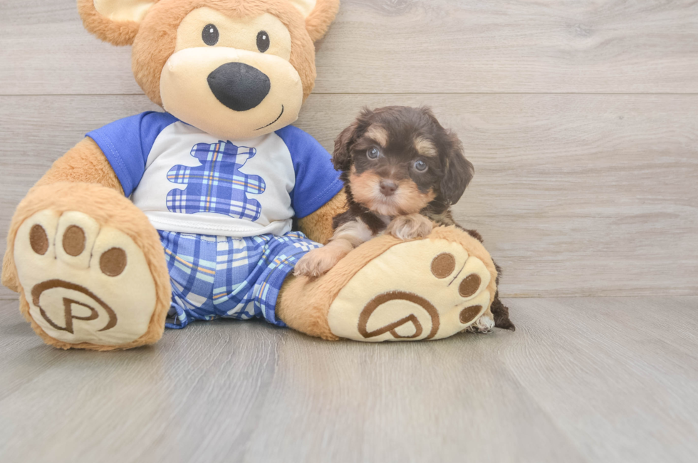 6 week old Cavapoo Puppy For Sale - Simply Southern Pups