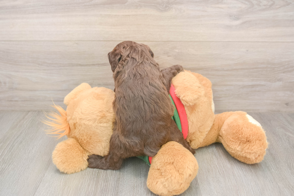 Fluffy Cavapoo Poodle Mix Pup