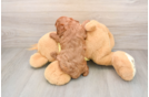 Cavapoo Puppy for Adoption
