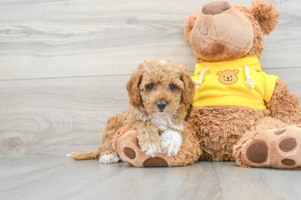 9 week old Cavapoo Puppy For Sale - Simply Southern Pups