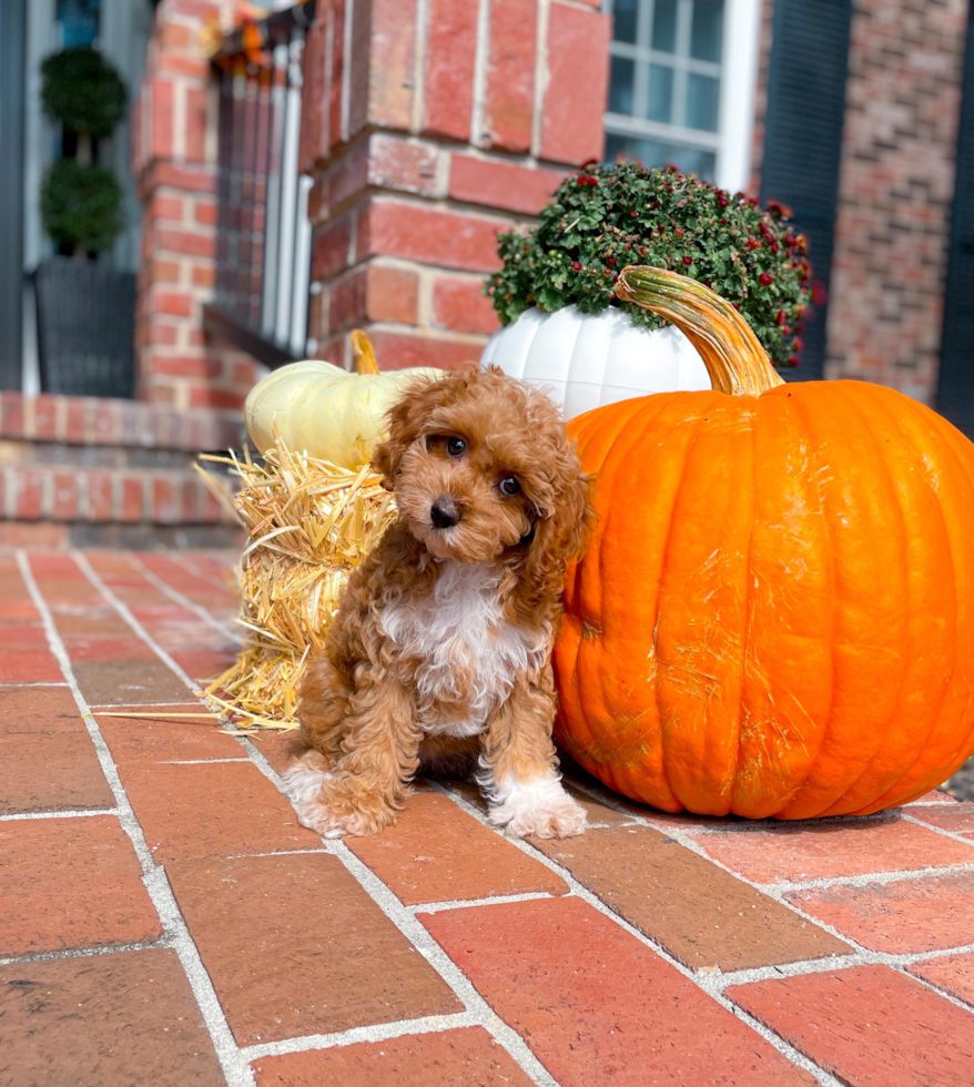 Cute Cavoodle Poodle Mix Puppy