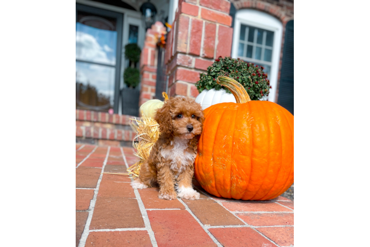 Cavapoo Puppy for Adoption