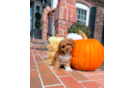 Cavapoo Puppy for Adoption