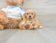 8 week old Cavapoo Puppy For Sale - Simply Southern Pups