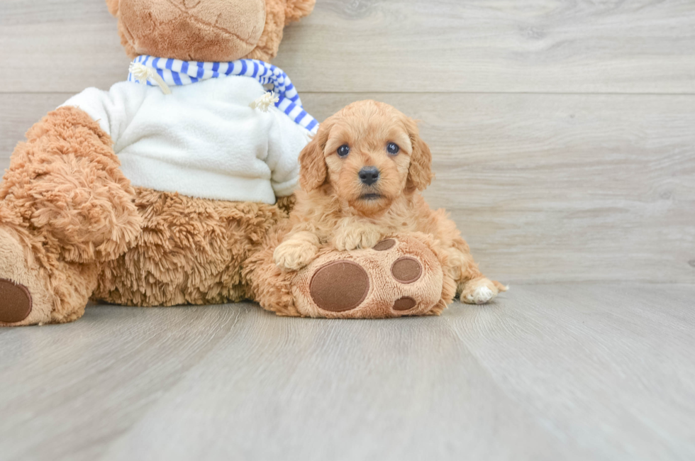 6 week old Cavapoo Puppy For Sale - Simply Southern Pups