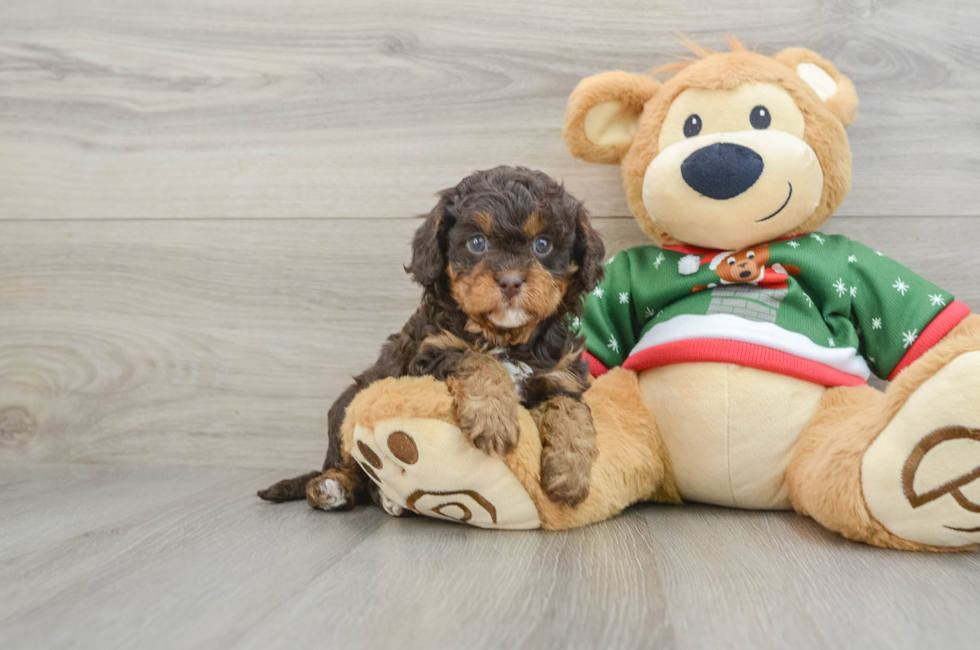 5 week old Cavapoo Puppy For Sale - Simply Southern Pups