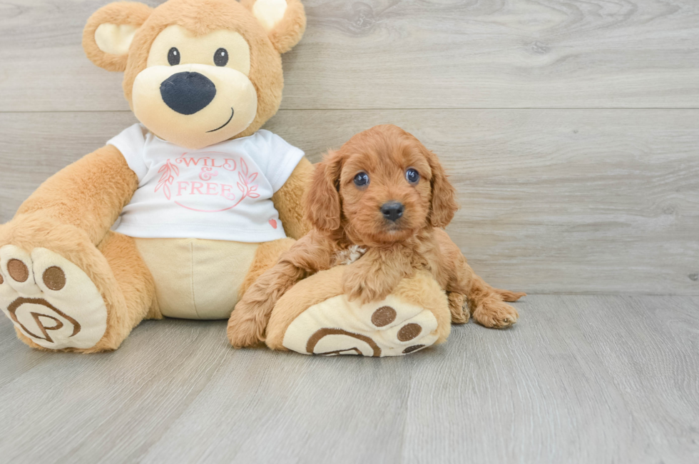 5 week old Cavapoo Puppy For Sale - Simply Southern Pups