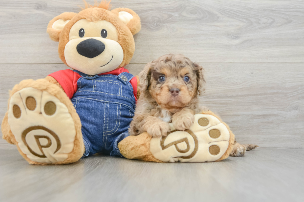 6 week old Cavapoo Puppy For Sale - Simply Southern Pups