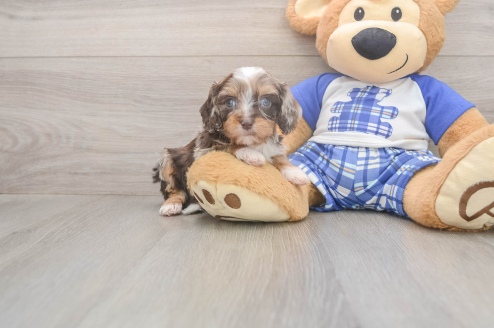 6 week old Cavapoo Puppy For Sale - Simply Southern Pups