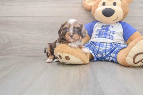 6 week old Cavapoo Puppy For Sale - Simply Southern Pups Energetic Cavoodle Poodle Mix Puppy