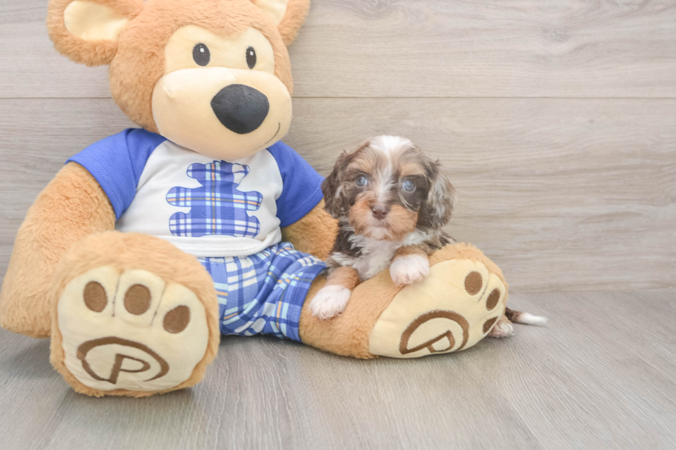 Cavapoo Puppy for Adoption