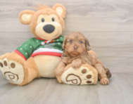 6 week old Cavapoo Puppy For Sale - Simply Southern Pups