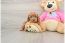 Cavapoo Puppy for Adoption