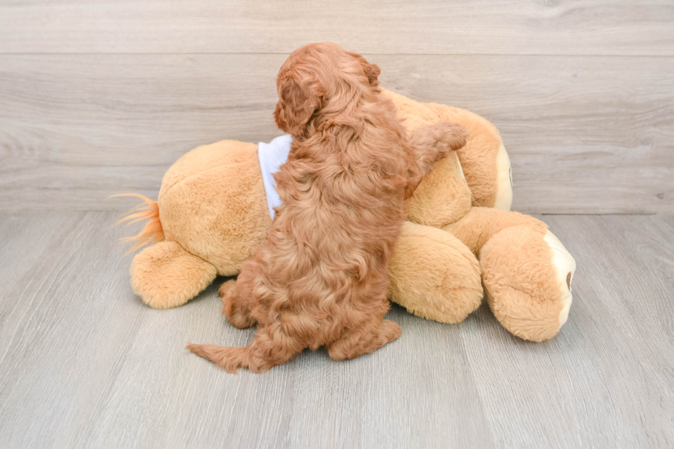 Best Cavapoo Baby