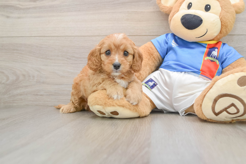 Sweet Cavapoo Baby
