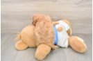 Playful Cavapoodle Poodle Mix Puppy