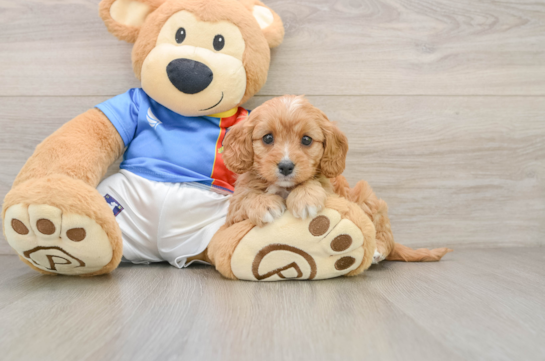 Best Cavapoo Baby