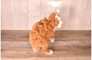 Cavapoo Pup Being Cute