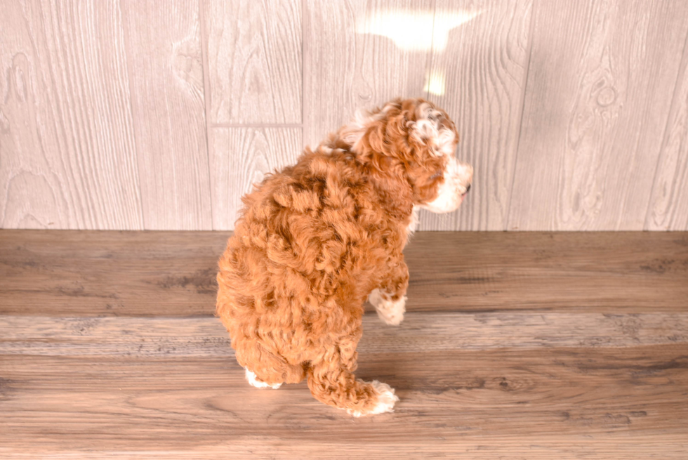 Cavapoo Pup Being Cute